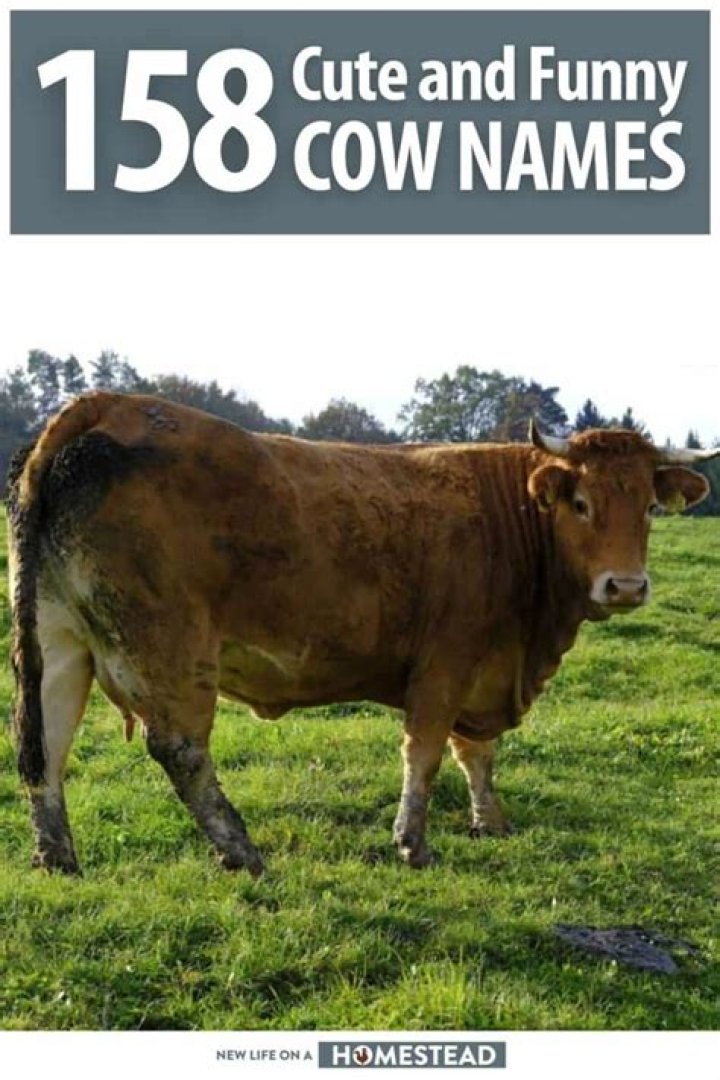 Discover The Secrets Of Funny Cow Names